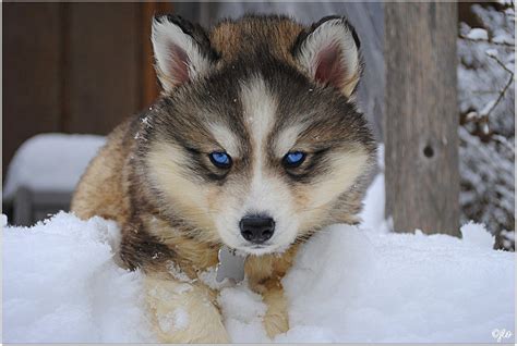 The husky wolf mix is a beautiful, playful dog that loves to run. This dog was created by crossing the Siberian Husky with the wolf, resulting in one smart and amazing breed of dogs. Husky Wolf Mix Breed overview The Husky Wolf Mix is a hybrid dog breed, which means they are the result of cross..